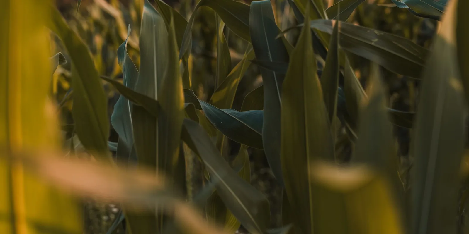 שדה תירס — חומר הגלם של PLA